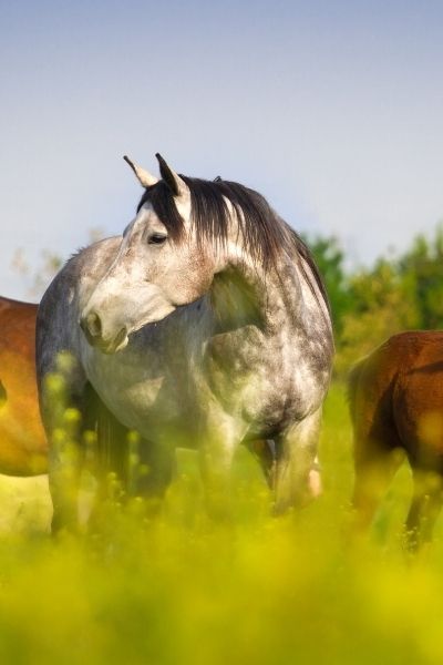 Photo d'un cheval dans un pré, partenaire pour améliorer sa communication dans une démarche d'équi coaching